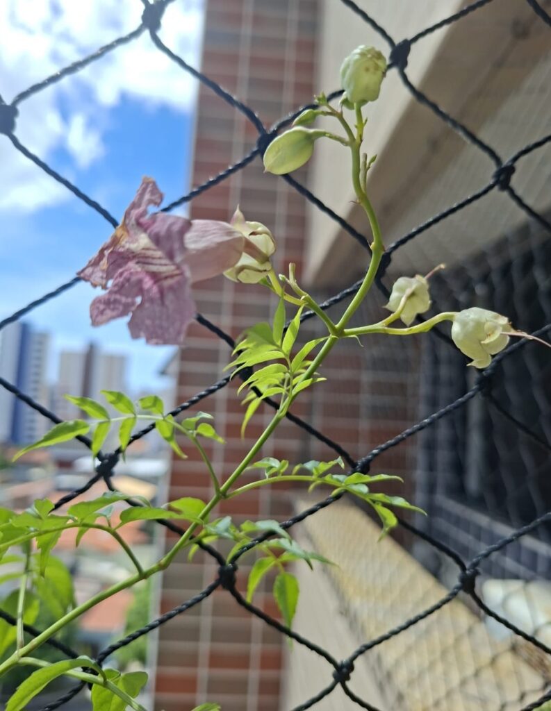 Flores murchando
